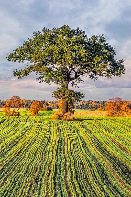 Symbolique de Jia - énergie céleste - Un grand arbre solide