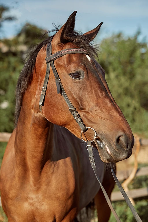 Symbolique de Wu - Branche Terrestre - Un Cheval